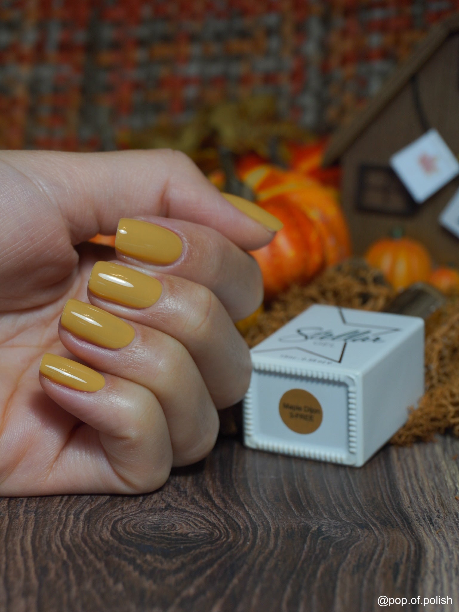 MAPLE DIJON - Stellar Gel™ -